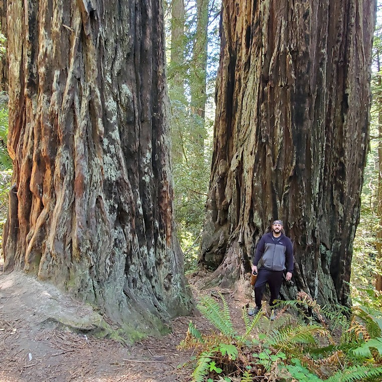Redwood NP